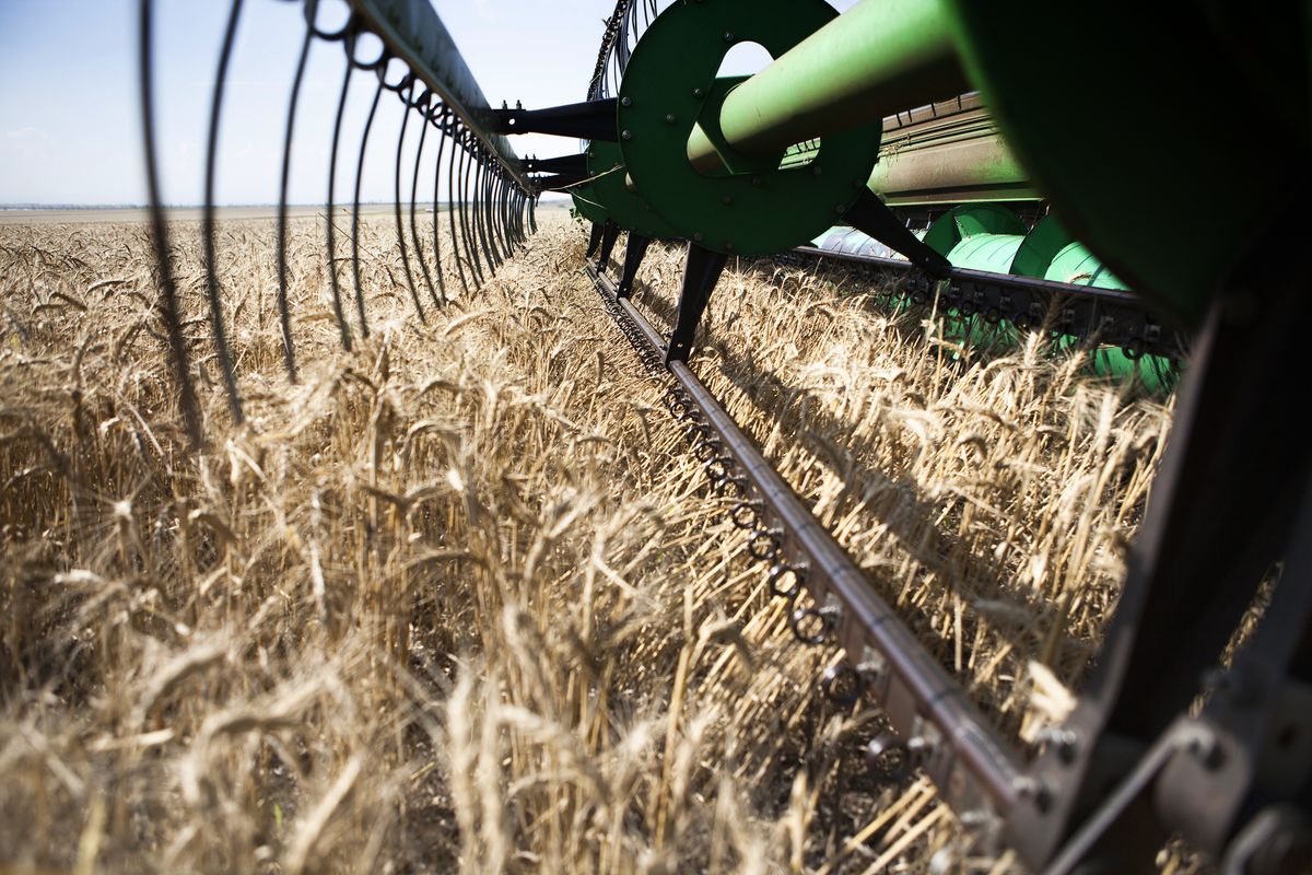 2025 08 07 zhniva 01