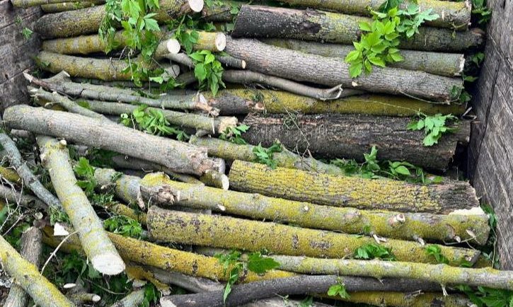 241796073166465570 n