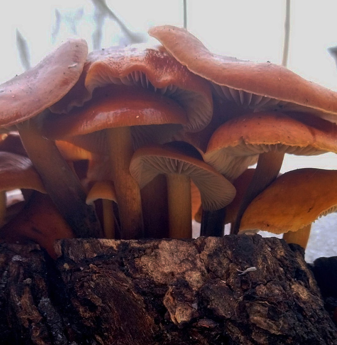 421915361 1438635506721423 n