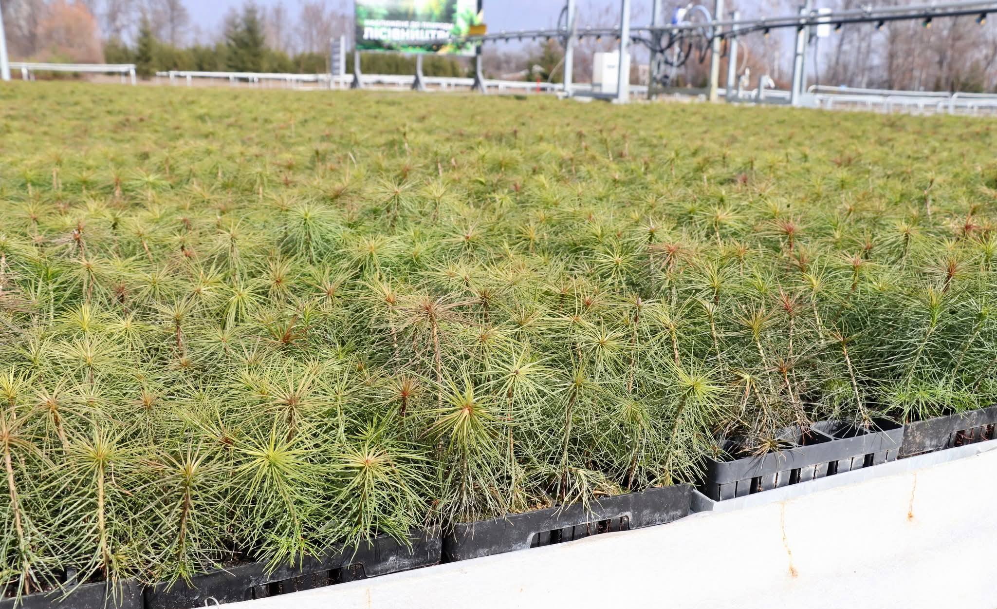 982537821532887896 n