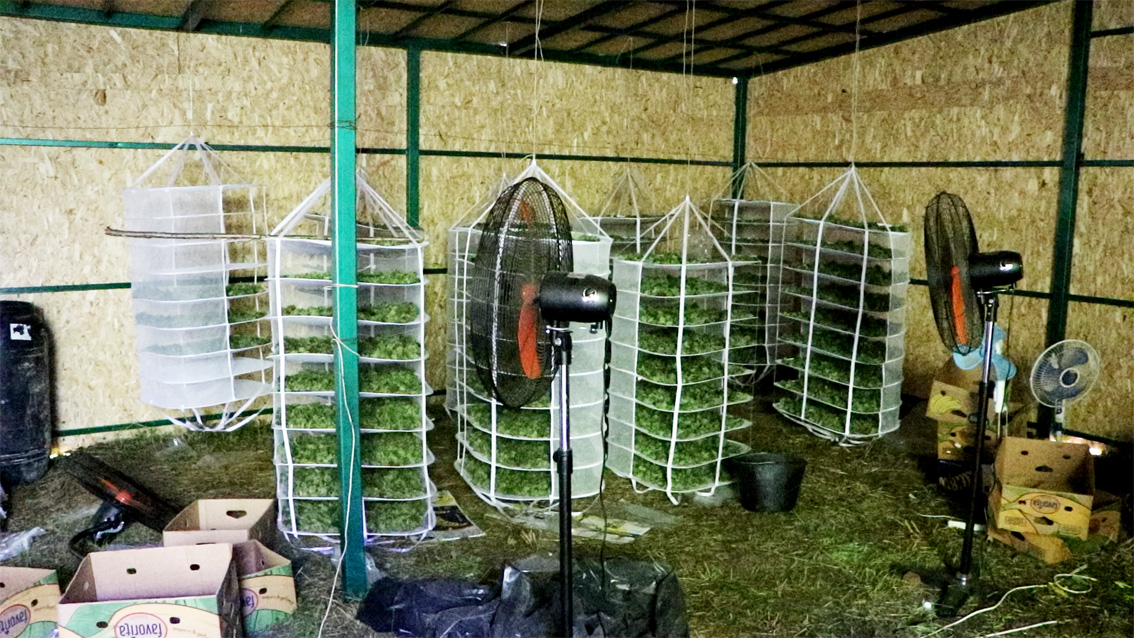 chrup vigotovlenna konopli 8