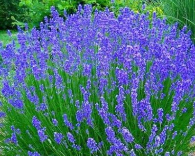 1lavanda