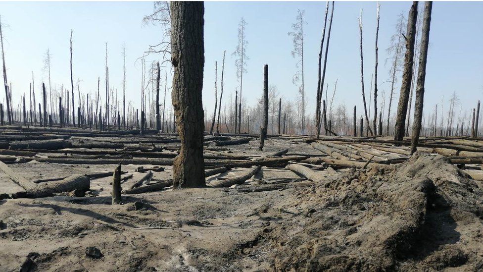 Чорнобильський ліс