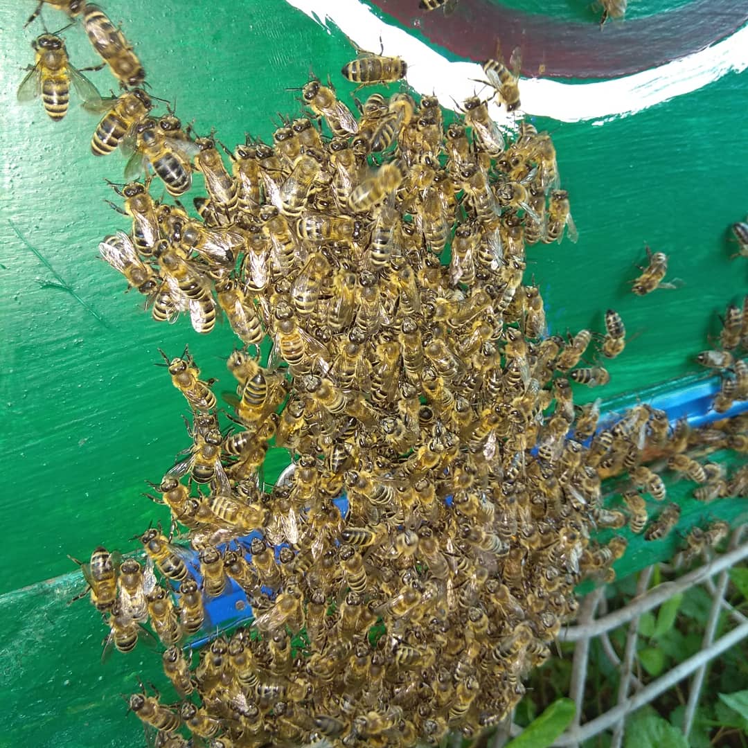 крилаті трудівниці