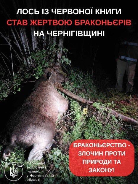 до бракош