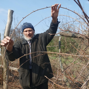 Василь Река біля улюбленої актинідії