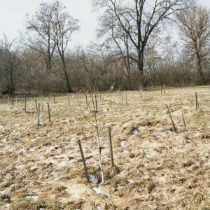 Перші фруктові саджанці