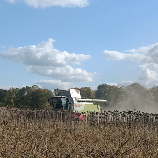 Жнива закінчили, не розпочавши