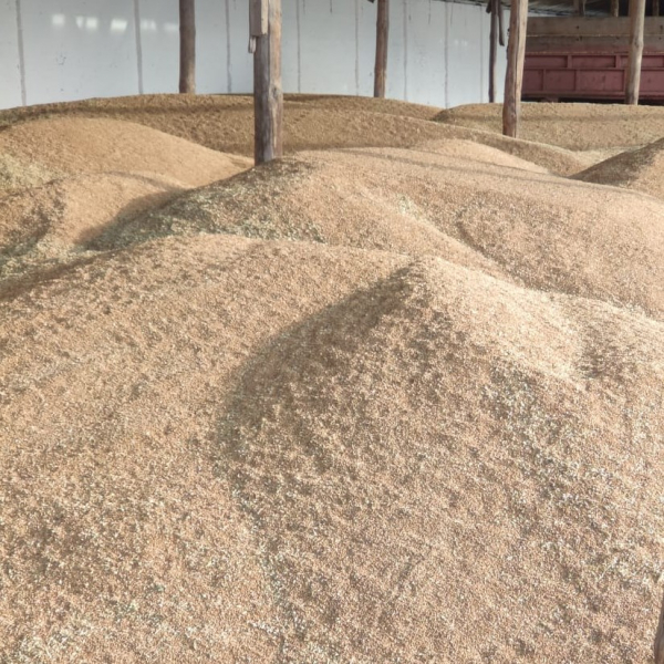 Вперше за багато років зерно в державній коморі