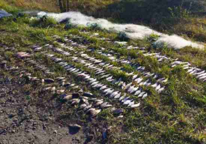 Браконьєр з Чернігівщини завдав шкоди на понад 670 тис.грн