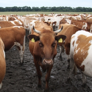 Корови живуть і утримуються у власних фекаліях