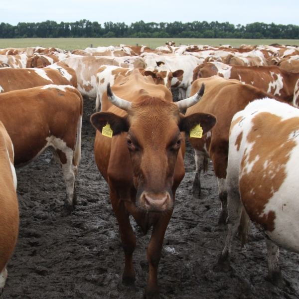 Корови живуть і утримуються у власних фекаліях