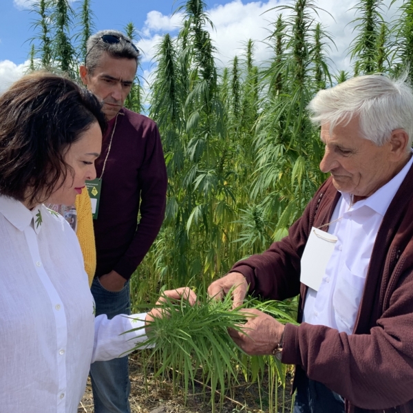 Науковці та селекціонери на конопляному полі