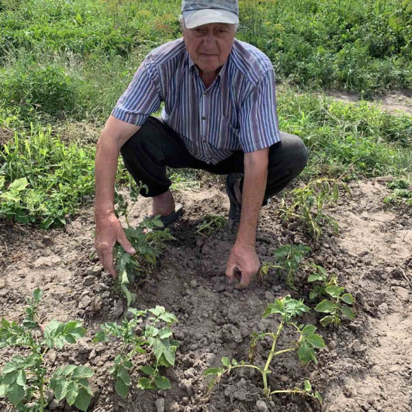 Анатолій Маєш і картопля «другого покоління»