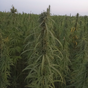 Технічні коноплі вітчизняних сортів, майже не мають наркотичних речовин