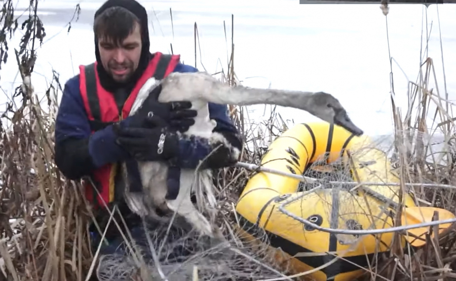Михайло Сторожук із врятованим лебедем