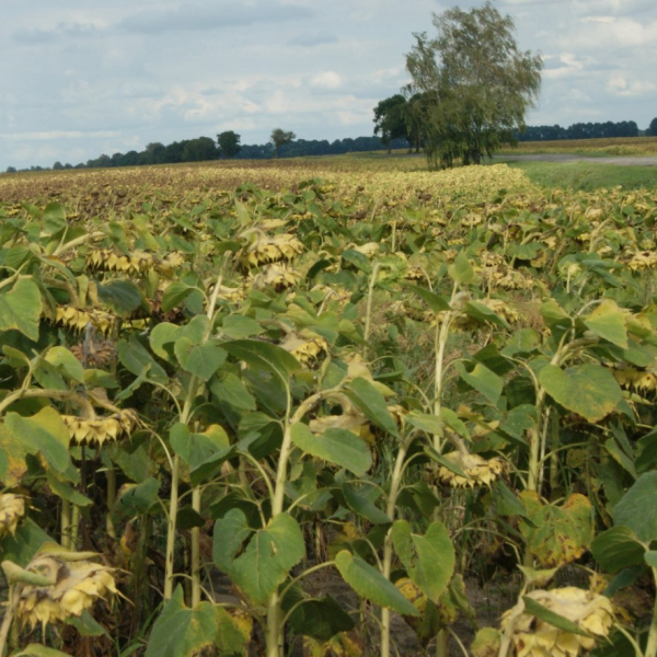 Розповідає про свої кримінальні справи, ніби артист згадує ролі в кіно