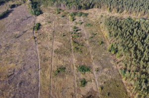 Лісокрадами виявилися лісівники