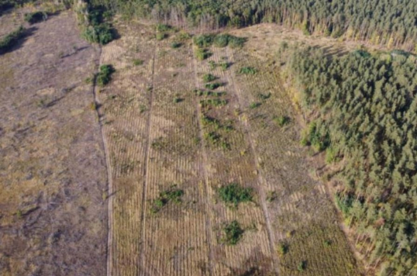 Лісокрадами виявилися лісівники