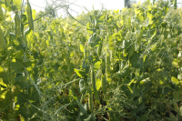 Чернігівські мікробіологи знають секрет врожайності гороху