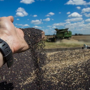 Соєво-ріпаковий гамбіт: яку підніжку агробізнесу поставили народні мандаторії?