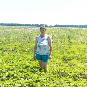 Лариса Хотинченко на полі зі 140 га минулорічної падалиці соняшника