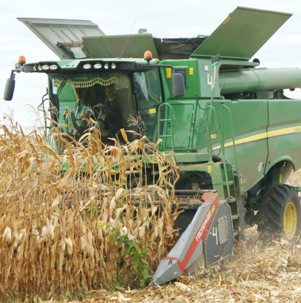 Осінні жнива в ТОВ «Земля і воля» в розпалі