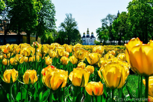 Мільйони на озеленення: цільові закупівлі Чернігівської міської ради