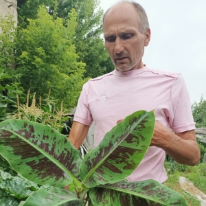 Банан літує надворі