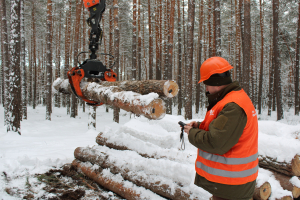 Лісівники Півночі заробили додатковий мільярд