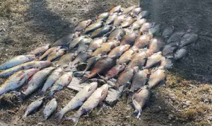 Наловив риби - втратив авто