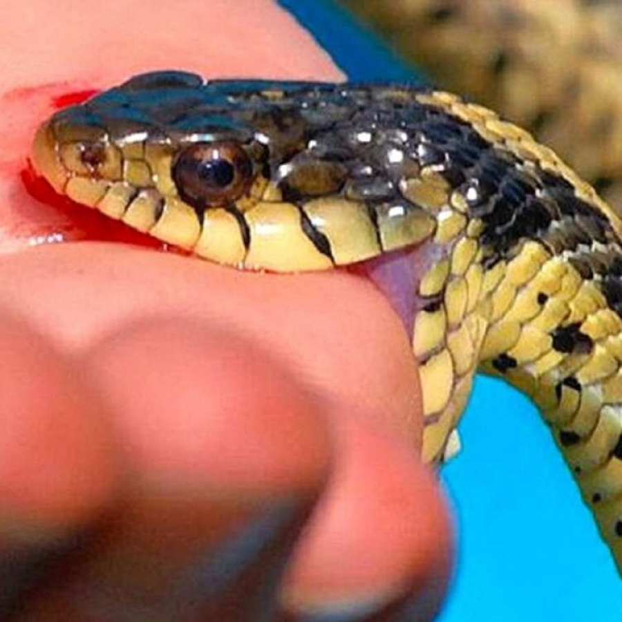 У гадюки немає іншої науки, ніж підступно кусати