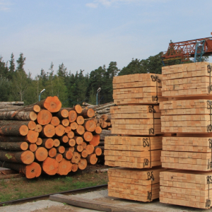 Чий ліс? Обласна рада та громади планують боротись за зелені багатства Чернігівщини