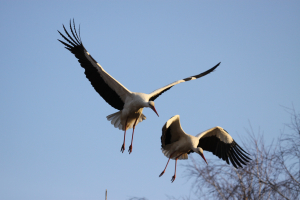 Птахи повертаються на Чернігівщину, а з ними і надія на мир