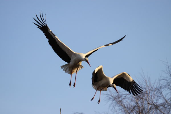 Птахи повертаються на Чернігівщину, а з ними і надія на мир