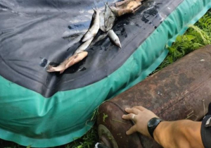 Браконьєр труїв рибу газом