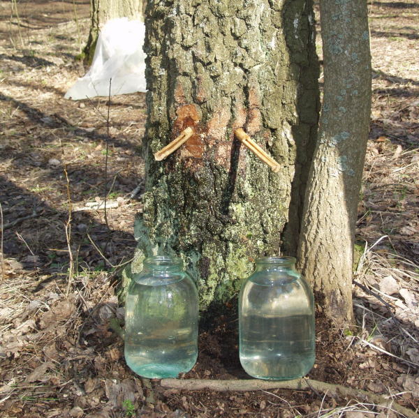 Березень соком пригощає