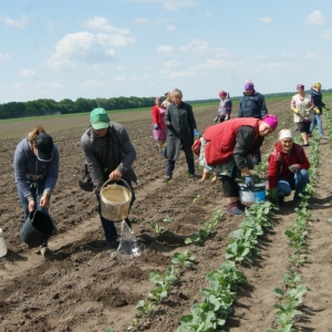Внутрішні потреби забезпечуються власною городиною
