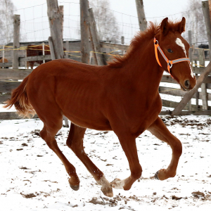 9-місячний скакун