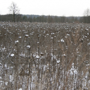 Майже шістдесят гектарів землі засіяли… «інопланетяни»…